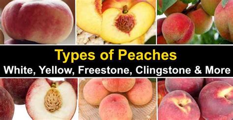 sweetest peach|Your Guide to the Best Types of Peaches